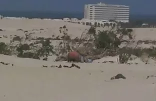 XXX Gà ném một chân trên bàn và gậy của mình ít lông trên của anh mà không cần loại bỏ quần lót của cô ấy